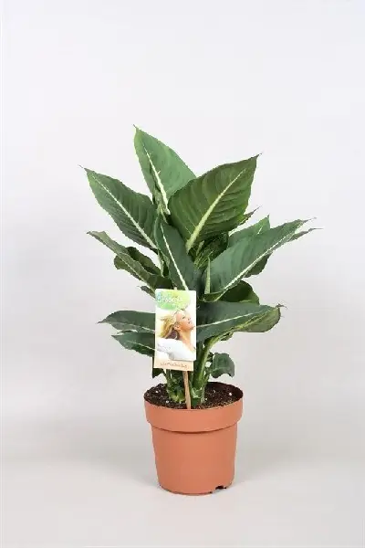 Dief van Bagdad Green Magic - Extra voordeel