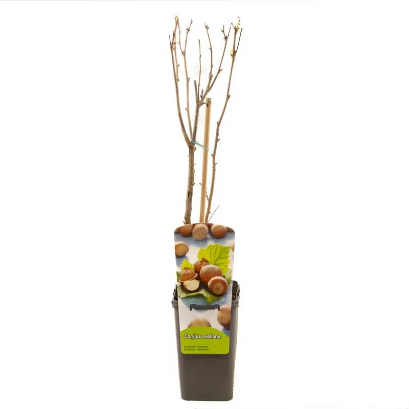 Corylus avellana hazelnoot | Op = op