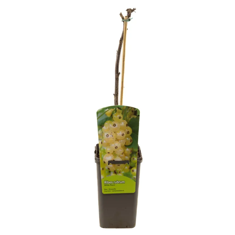 Dagdeal - Ribes rubrum witte parel