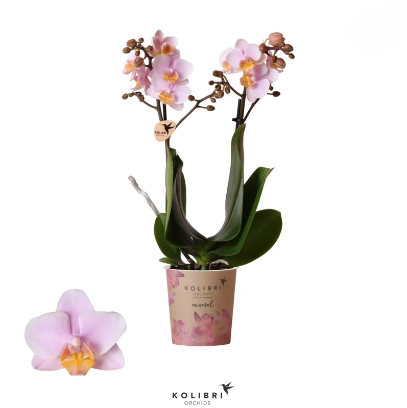 Phalaenopsis 2 tak ‘andora‘ roze - Fabrieksprijs