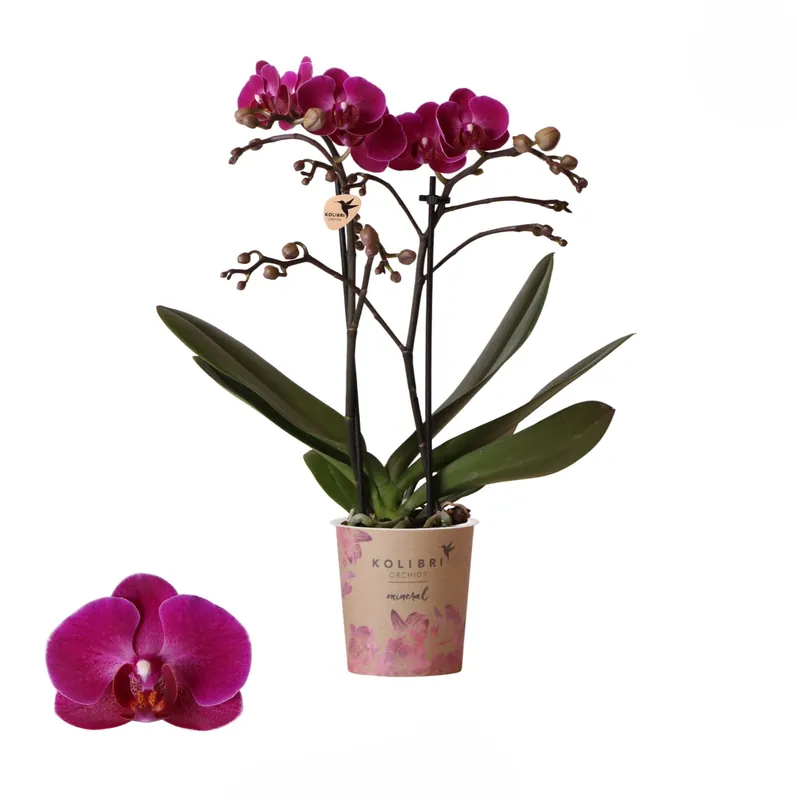 Op voorraad - Phalaenopsis 2 tak ‘moreli‘ paars