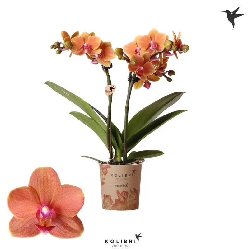 Beste prijs | Phalaenopsis 2 tak ‘bolzano‘ oranje