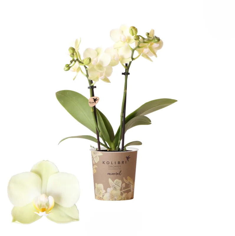 Phalaenopsis 2 tak mexico geel | Topproduct