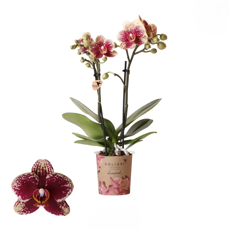 Actie | Phalaenopsis 2 tak spain rood/geel