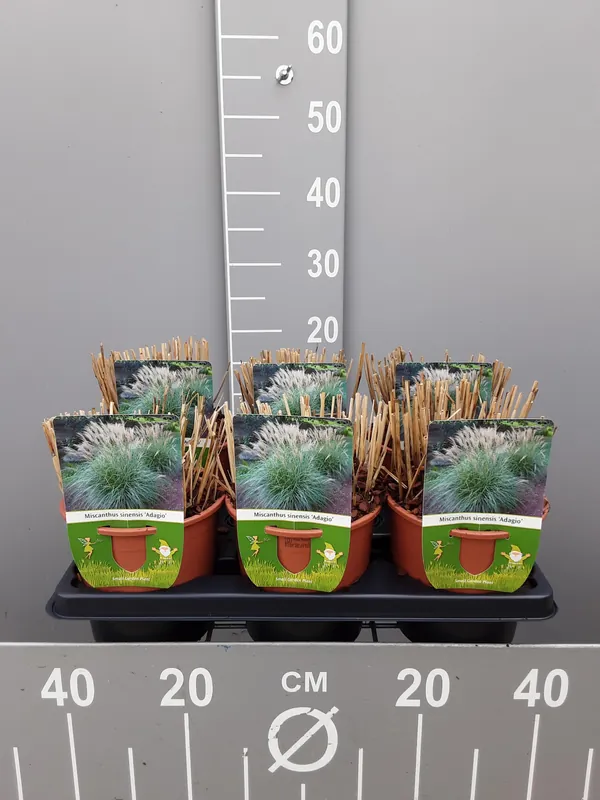 Miscanthus sinensis adagio | Koopje