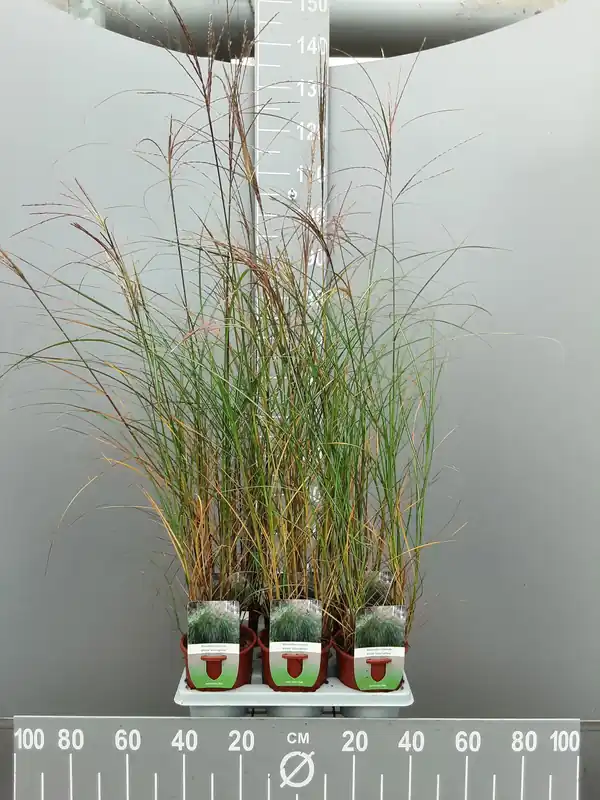 Miscanthus sinensis silbersp - Nieuwe release