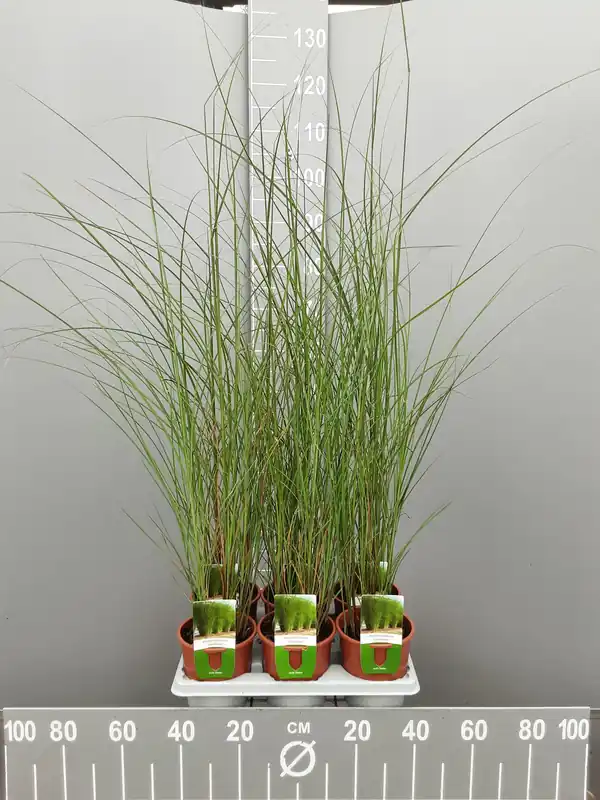 Klaar voor verzending - Miscanthus sinensis gracillimus