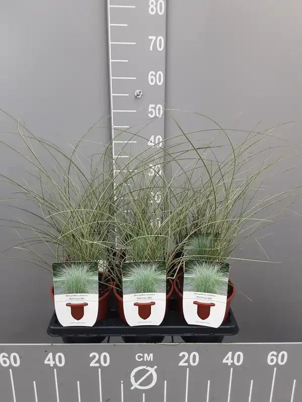 Miscanthus sinensis mornin light | Veel voordeel