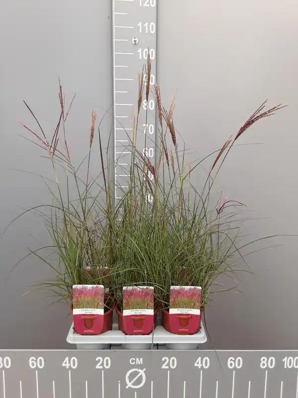 Nu beschikbaar - Miscanthus sinensis red chief