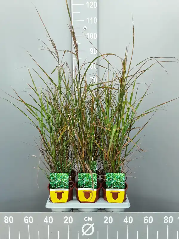 Snelle verzending - Miscanthus sinensis strictus