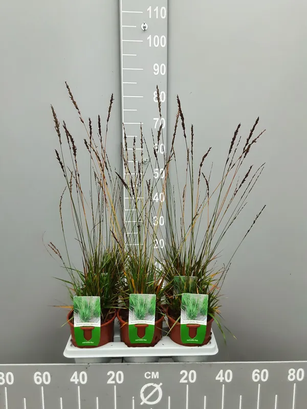 Molinia caerulea moorhexe | Uitverkoop