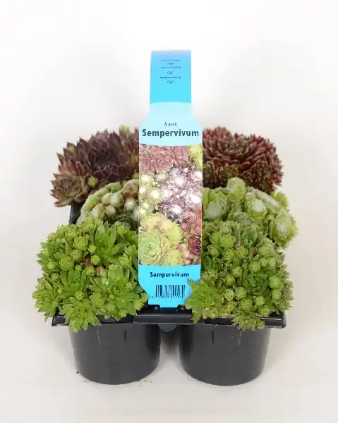 Sempervivum mix sixpack | Populair