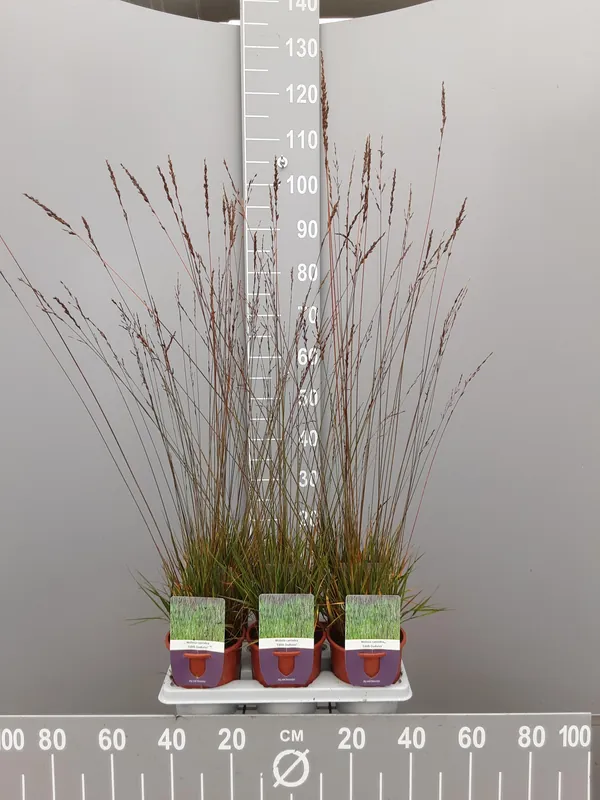 Nieuw product | Molinia caerulea edith dudzus