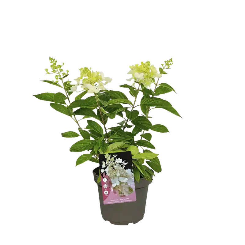 Pluimhortensia ‘Pinky Winky‘ | Zeer goed beoordeeld