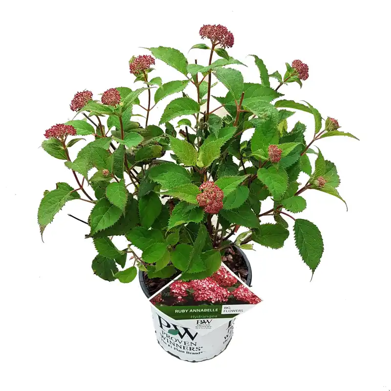 Deal - Hortensia "ruby annabelle"