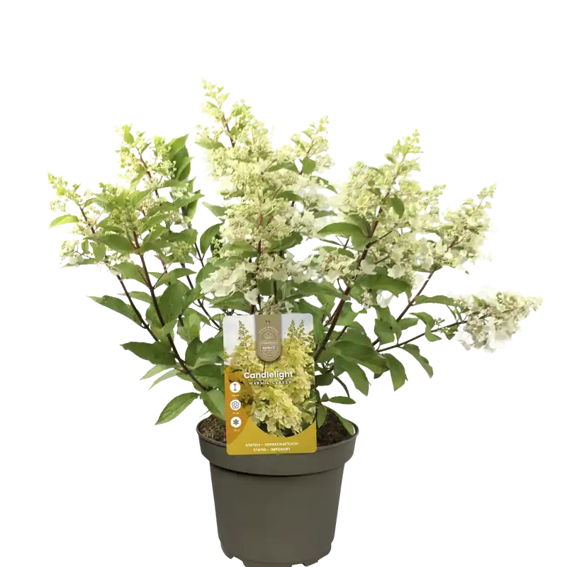 Lage prijs | Pluimhortensia ‘Candlelight‘