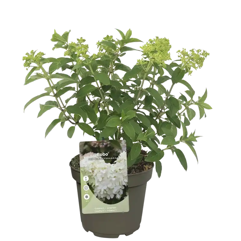 Pluimhortensia ‘Bobo‘ - Extra voordeel