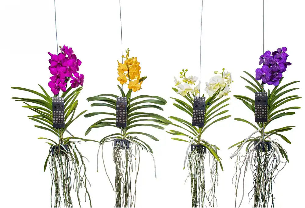 Vanda orchidee hangend | Populair