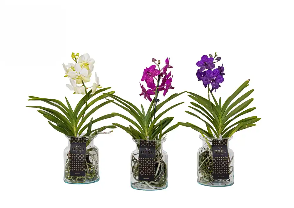Veilig winkelen - Vanda orchidee in glazen pot