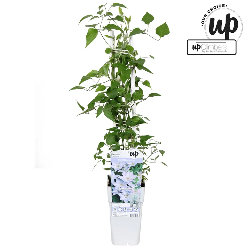 Clematis Tranquilite | Actie