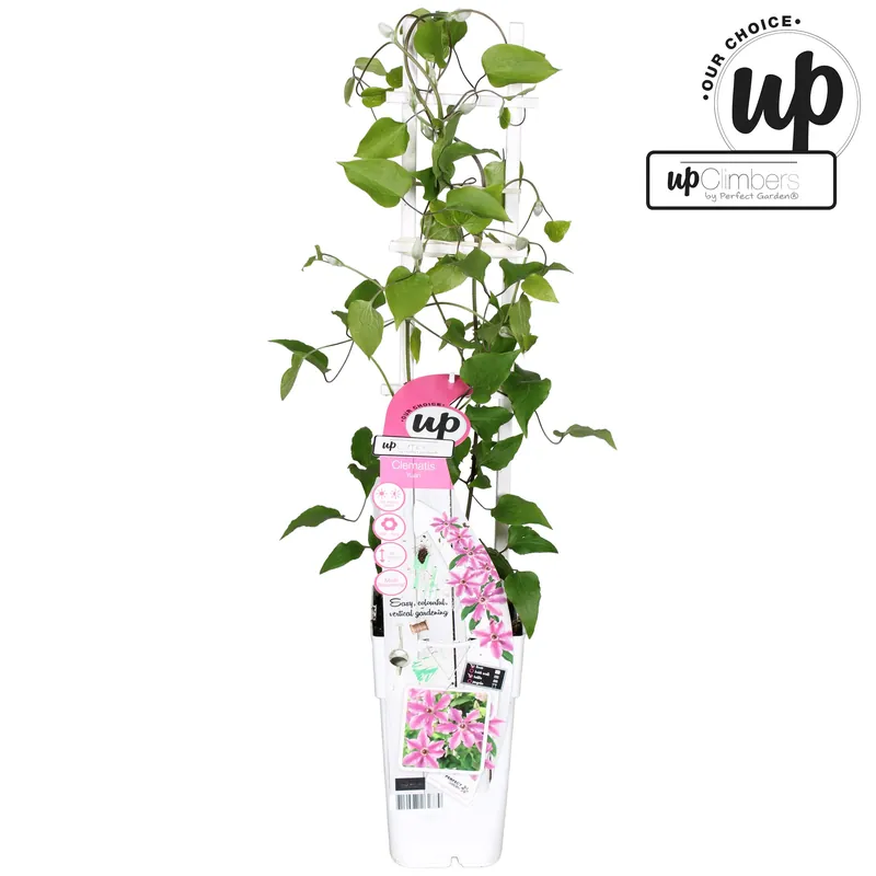 Lage prijs | Clematis Yuan