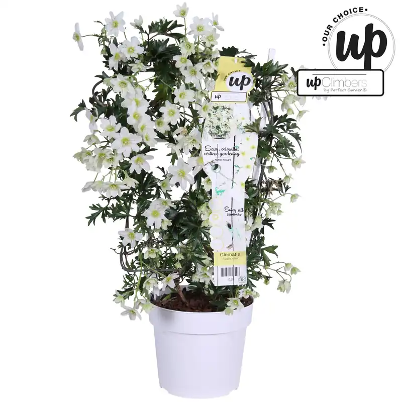 Net gelanceerd - Clematis avalanche our choice