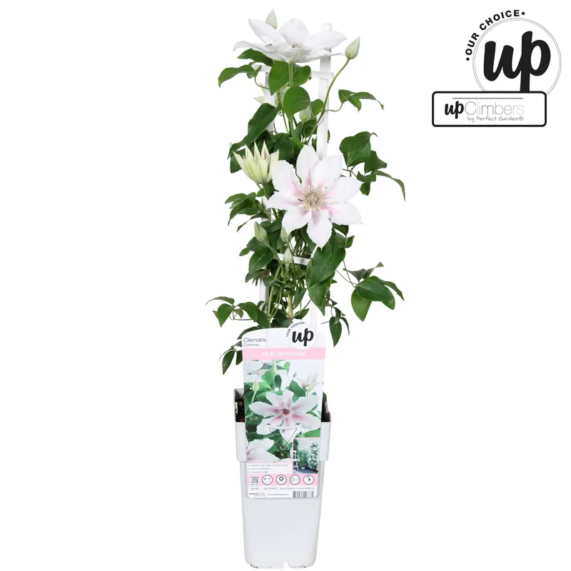Meest verkocht | Clematis Corinne