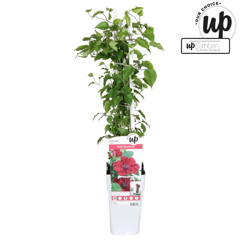 Opruiming | Clematis evision Nubia