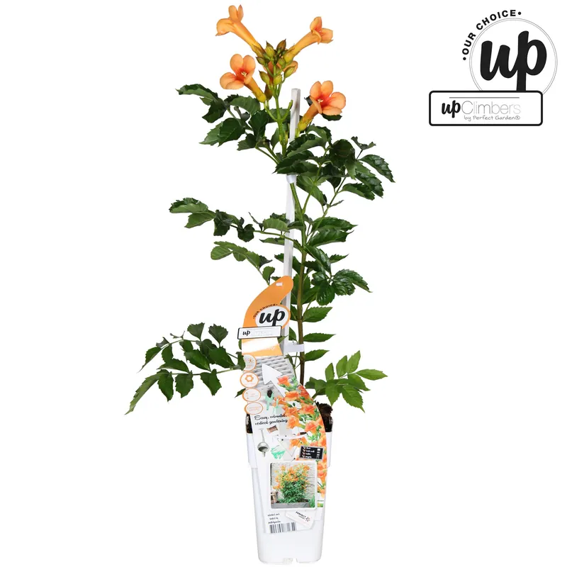 Speciale deal - Campsis tagliab summer in orange