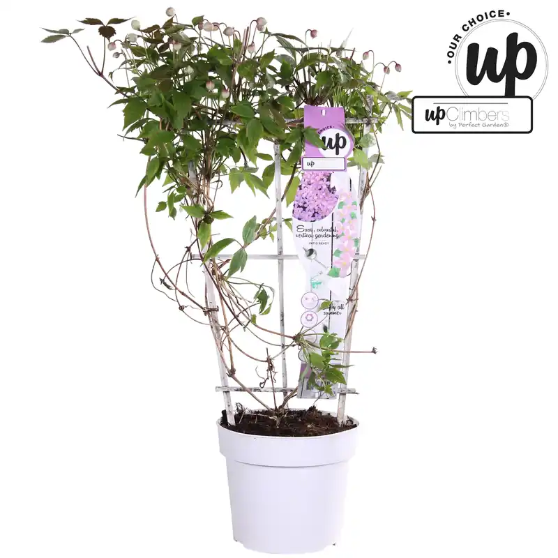 Dagdeal | Clematis montana var. Rubens
