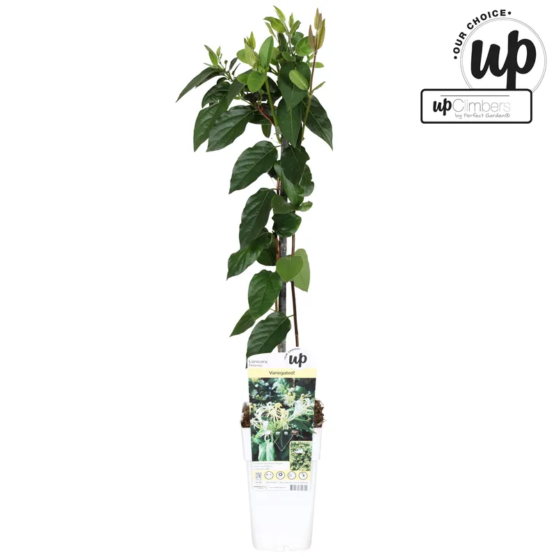 Lonicera similis var delavayi | Trending