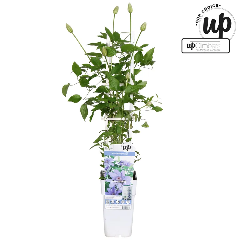 Populair bij klanten | Clematis ‘Parisienne Boulevard‘