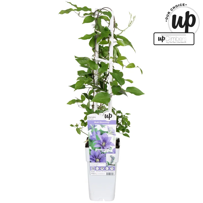 Nieuw in de shop - Clematis evision Olympia