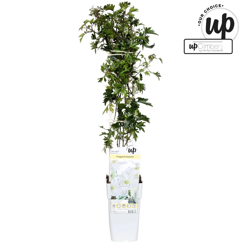 Clematis Avalanche - Topprijs