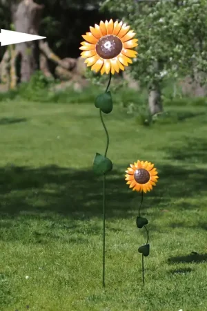 Grote zonnebloem - Populair