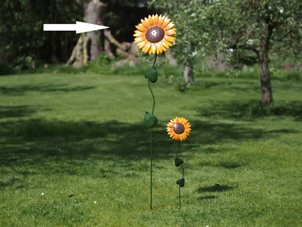 Grote zonnebloem - Populair