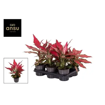 Direct beschikbaar | Aglaonema ‘Cherry Baby‘