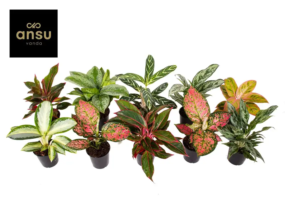Aglaonema Groen - Rood mix - Prijsverlaging