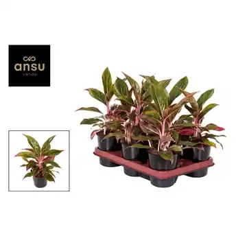 Alleen deze week | Aglaonema Jungle Red