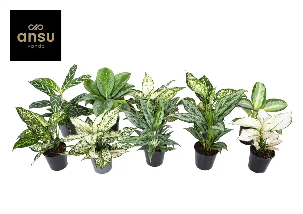 Outlet - Aglaonema Groen - Wit mix