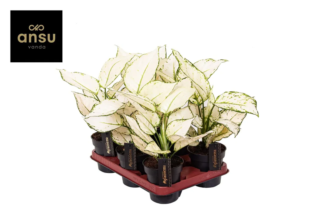 Aglaonema White Joy | Voorraad bijna op