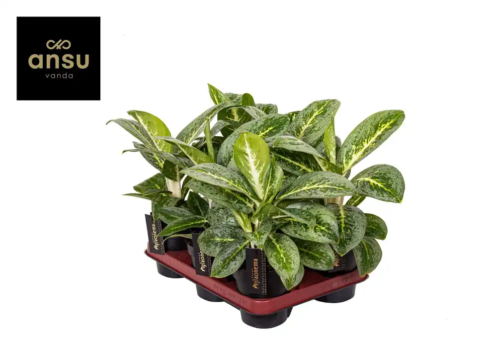 Aglaonema Lemon Mint | Bespaar meer