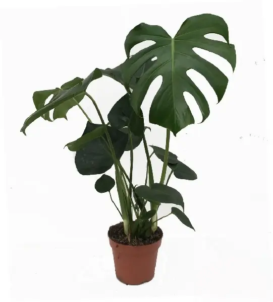 Monstera deliciosa | Veel voordeel