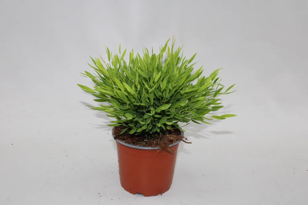 Scherpe prijs | Bamusa Pogonatherum Monica p12 h25