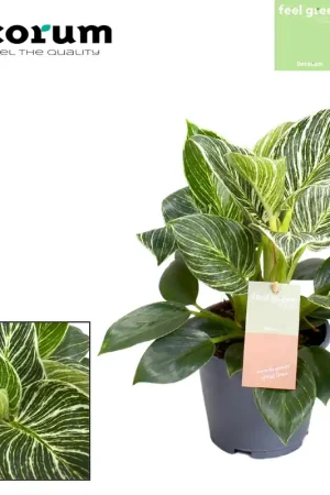 Aanbieding loopt bijna af - Philodendron Birkin