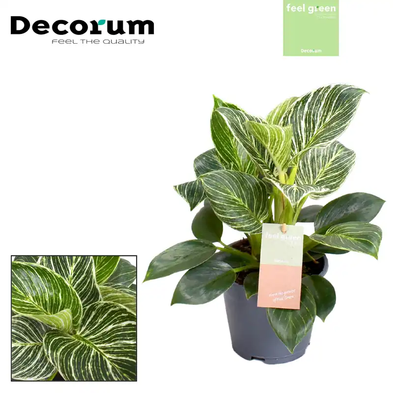 Aanbieding loopt bijna af - Philodendron Birkin