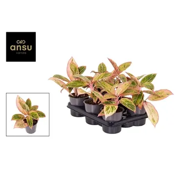 Deal | Aglaonema salmon fantasy