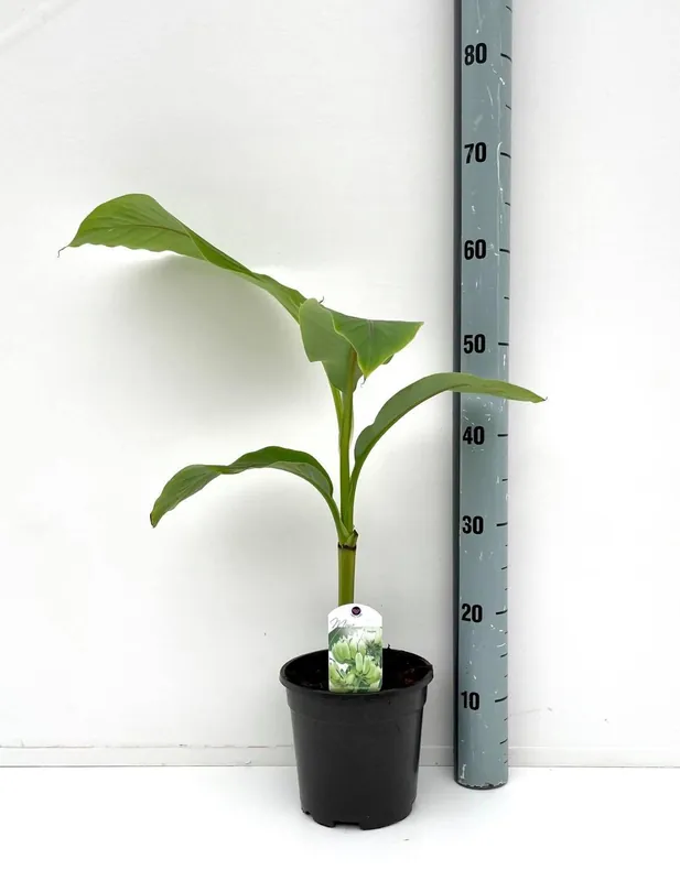 Professionele kwaliteit | Bananenplant Musa Basjoo
