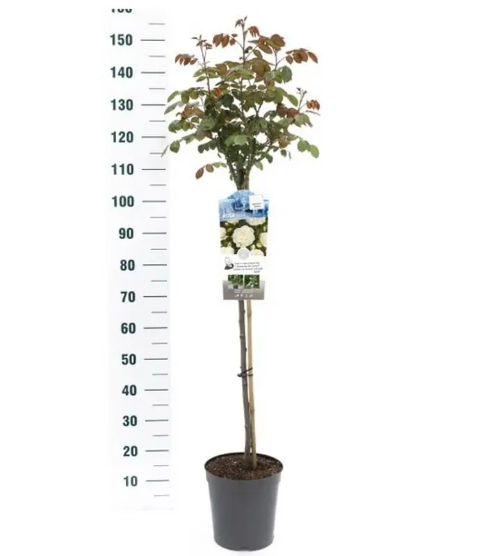 Speciale aanbieding | Stamroos Rosa ‘Königin Marie‘