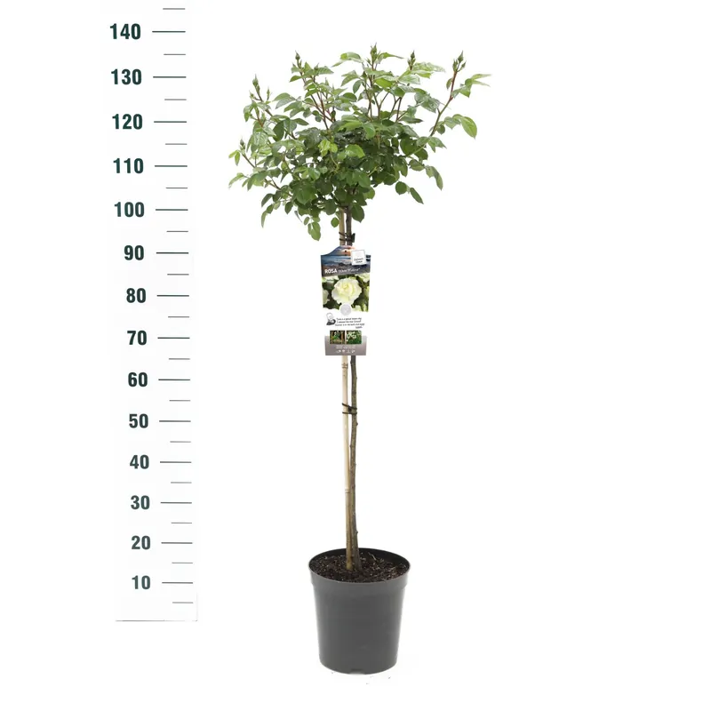 Op voorraad | Stamroos Rosa ‘Wildberry‘